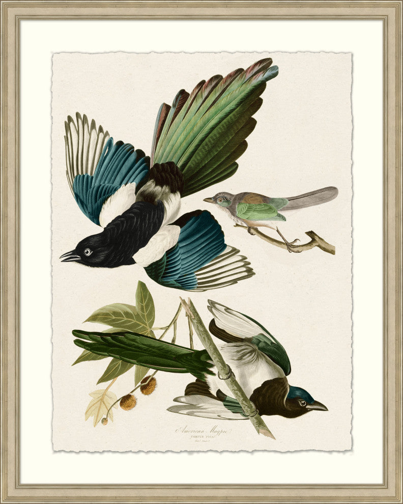 American Magpie, Giclee Reproduction Artwork