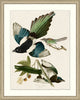 American Magpie, Giclee Reproduction Artwork