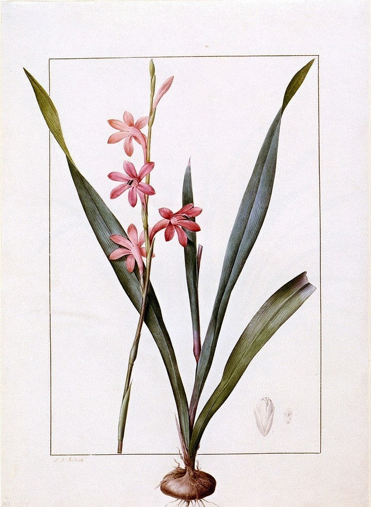 Pierre-Joseph Redoute Gladiolus Merianus, Gallery Wrapped Canvas, 21"x28"
