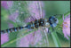 Southern Hawker Dragonfly Close-Up, On Stem, New Mexico, 36"x24"