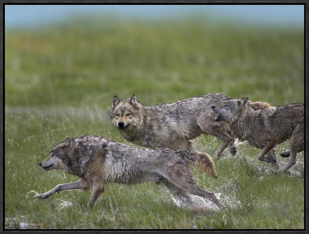 "Gray Wolf trio running through water, North America"  by Tim Fitzharris, 25x19"