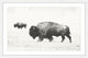 "Buffalo Pair" Framed Painting Print, 24"x16"