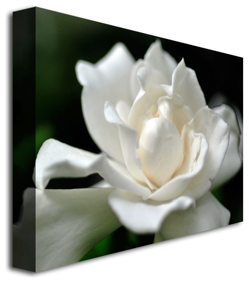 'Lovely Gardenia' Canvas Art by Kurt Shaffer