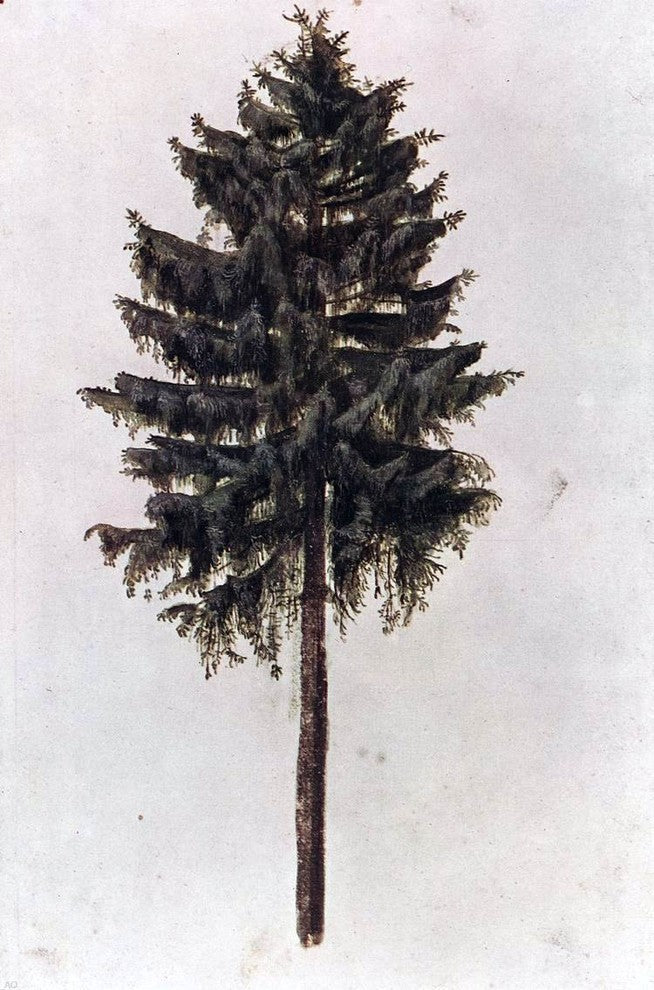 Albrecht Durer Pine Premium Canvas Print