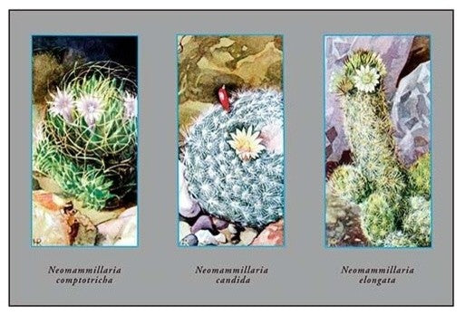 Neomammillaria Camptotricha- Gallery Wrapped Canvas Art 28" x 42"