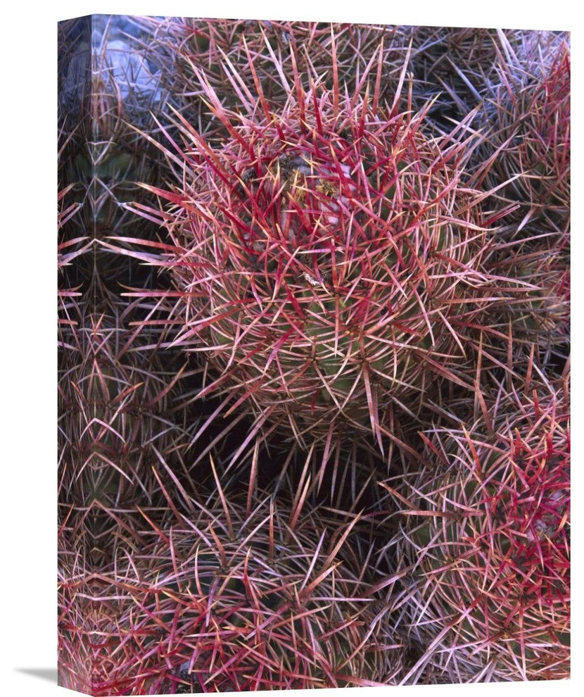 "Cotton-Top Cactus Detail, Death Valley National Park, California" Artwork