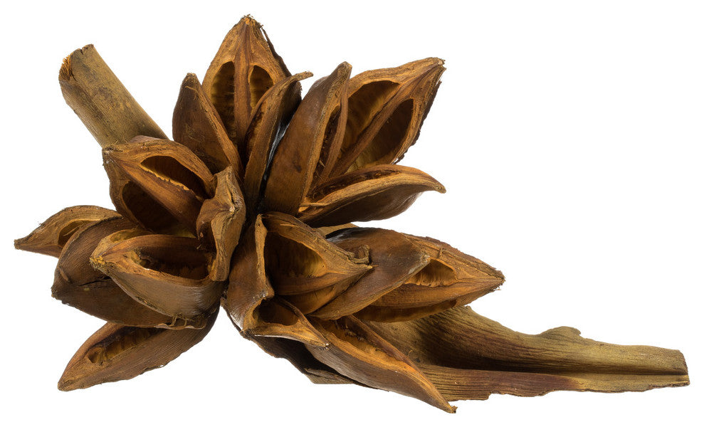 Vickerman H2Sta725 6" Aspen Gold Star Pod, 1 Piece, Dried