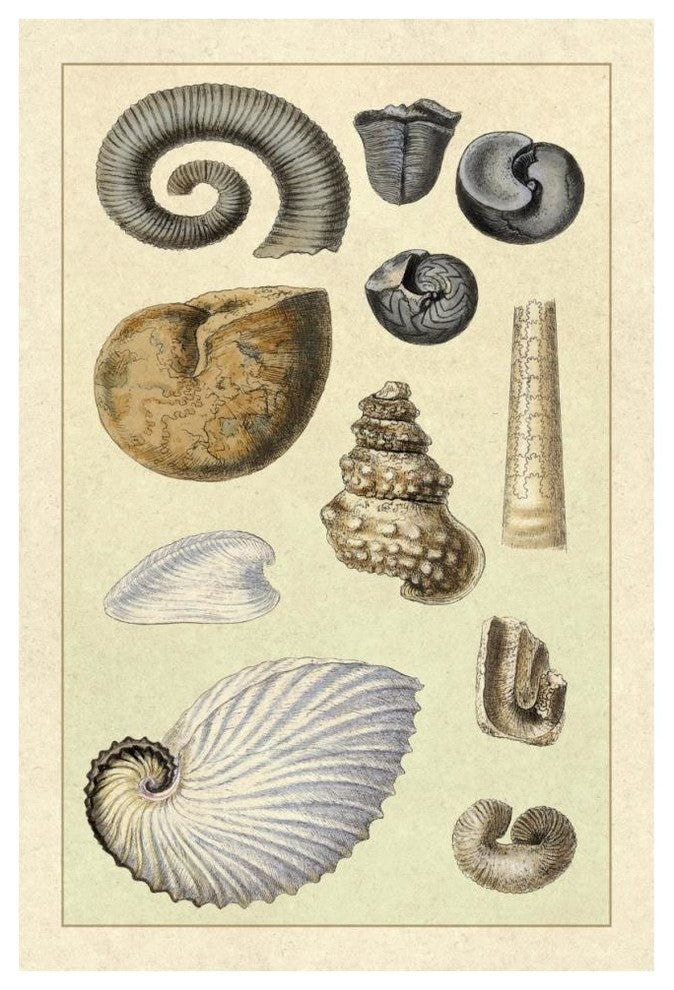 "Shells: Ammonacea" Digital Paper Print by G.B. Sowerby, 42"x62"