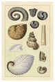"Shells: Ammonacea" Digital Paper Print by G.B. Sowerby, 42"x62"