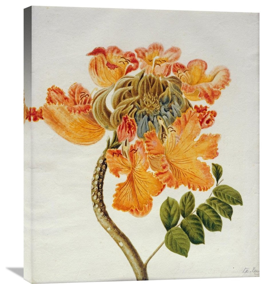 "African Tulip" Artwork, 25" x 30"