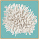 Coral On Aqua 2, Giclee Reproduction Artwork