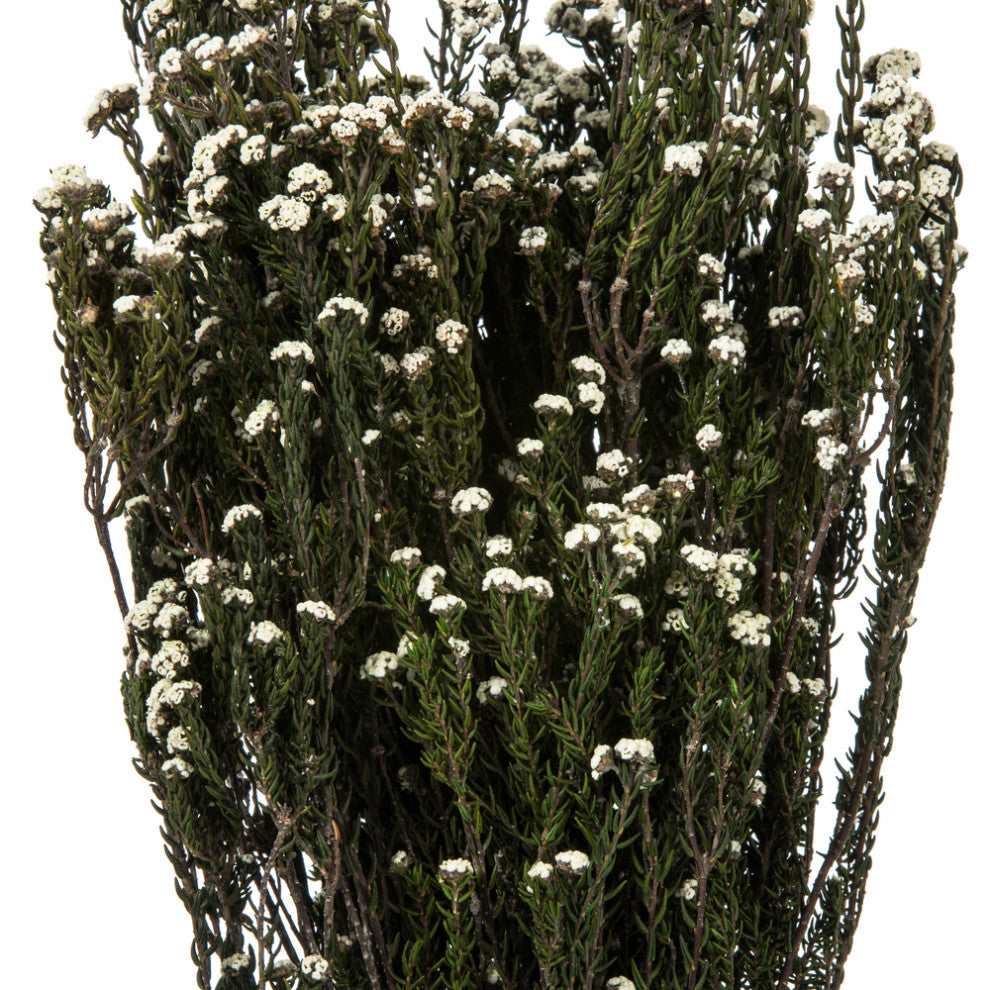 Vickerman 12-22" Natural Phylica Bundle, Preserved
