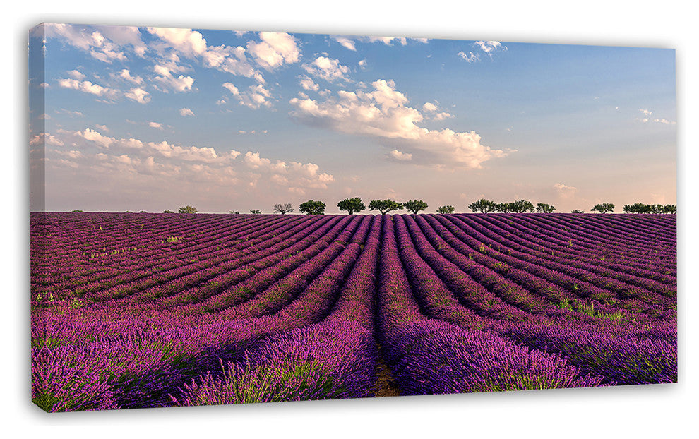 Shiny Lavender Field in Provence, Landscape Canvas Wall Art, 32"x16"