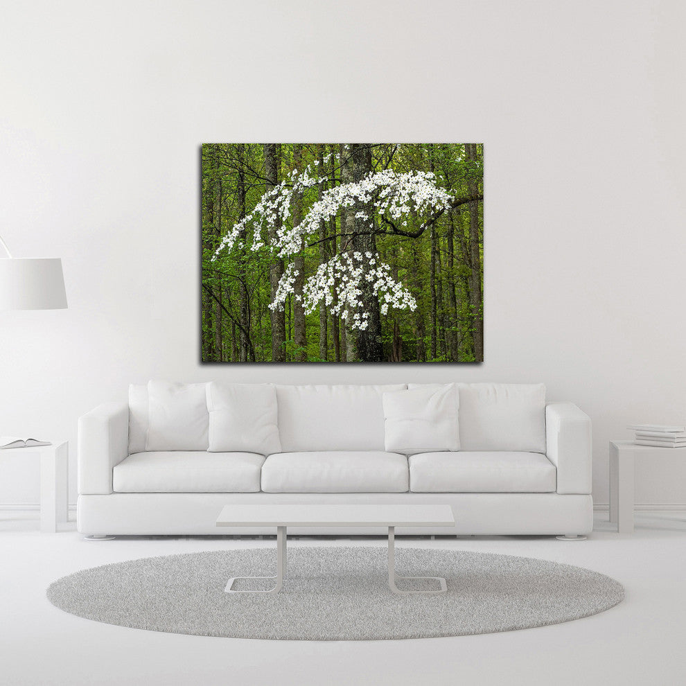 Dogwood Tree by David Hammond, Print on Canvas, 18"x14"