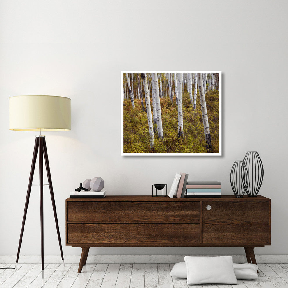 "Quaking Aspen trees in autumn" Digital Paper Print by Tim Fitzharris, 42"x35"