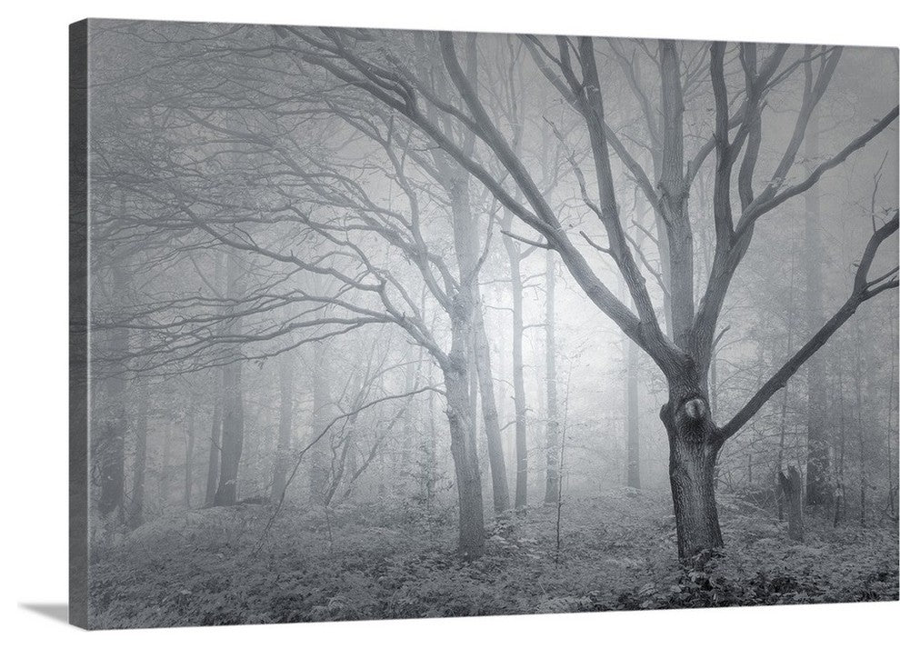 "Backwoods Mist" Wrapped Canvas Art Print, 48"x32"x1.5"