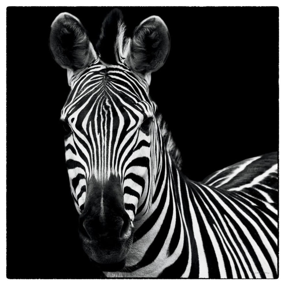 "Zebra II Square" Digital Paper Print by Debra Van Swearingen, 32"x32"