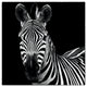 "Zebra II Square" Digital Paper Print by Debra Van Swearingen, 32"x32"