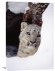 "Snow Leopard Adult, Looking Out From Behind A Snowbank" Artwork, 20" x 30"