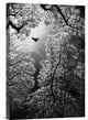 "Flight" Stretched Canvas Giclee by Goran Stamenkovic, 12x18"