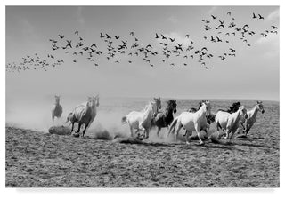 "Wild Horses" by Ata Alishahi, Canvas Art