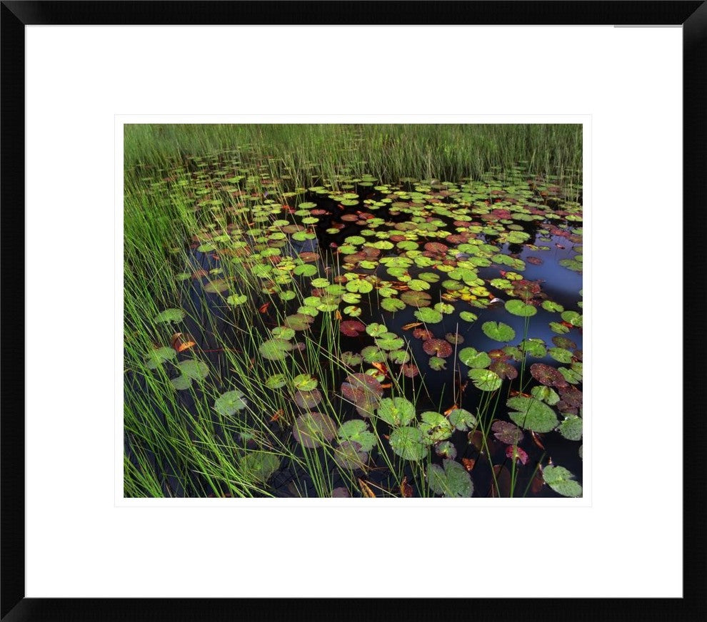 Pond With Lily Pads and Grasses, Cape Cod, Massachusetts, 20"x17"