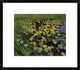 Pond With Lily Pads and Grasses, Cape Cod, Massachusetts, 20"x17"