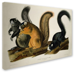 'Fox Squirrel' Canvas Art by John James Audubon
