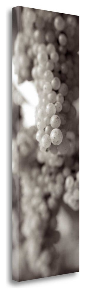 "Grapes Pano - 10" By Alan Blaustein, Giclee Print on Gallery Wrap Canvas