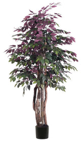 6' Capensia Executive Tree