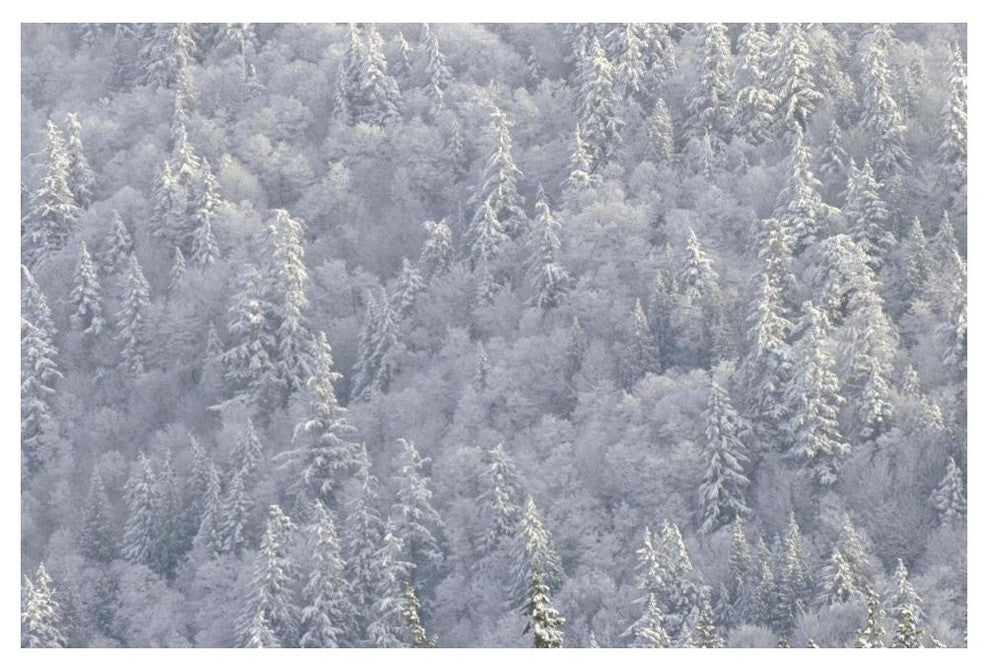 "Winter forest, British Columbia" Digital Paper Print by Tim Fitzharris, 50"x34"