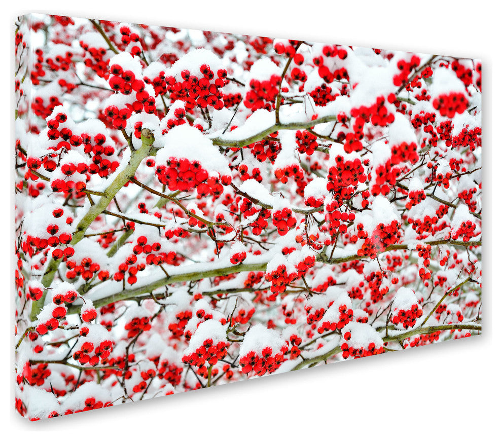 'Winter Berries in the Snow' Canvas Art by Kurt Shaffer