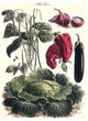 Vegetables; Eggplant, Cabbage, Peppers, Onions, and Beans.- Canvas Poster