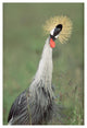 "Grey Crowned Crane, Kenya" Digital Paper Print by Tim Fitzharris, 14"x20"