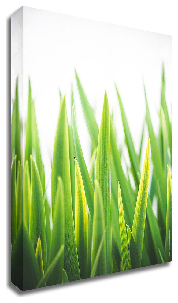 Blades of Green No. 2 by Sonja Quintero, Print on Canvas, 16" x 24"