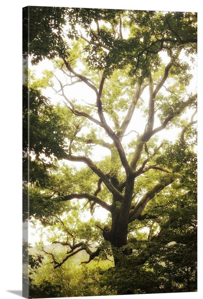 "Natural Morning Light" Wrapped Canvas Art Print, 24"x36"x1.5"