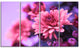 Colorful Autumnal Chrysanthemum, Floral Canvas Print, 48"x28", 4 Panels