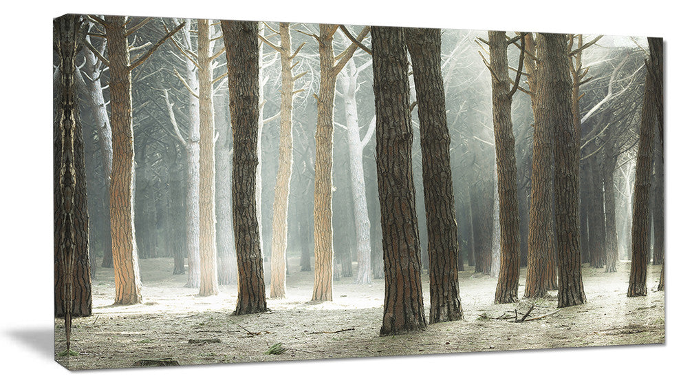 "Maritime Pine Tree Forest With Rays" Forest Wall Art, 40"x20"