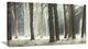 "Maritime Pine Tree Forest With Rays" Forest Wall Art, 40"x20"
