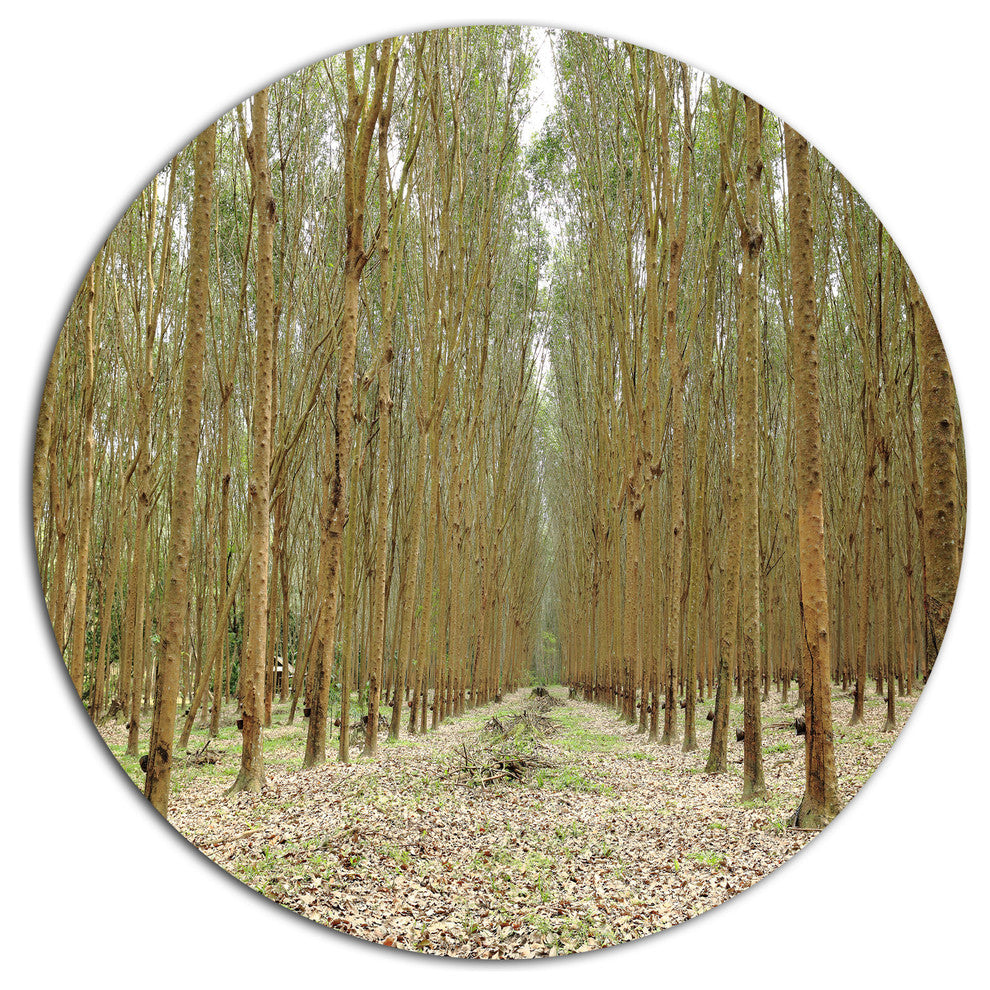 Rubber Trees Row In Thailand, Modern Forest Round Wall Art, 11"