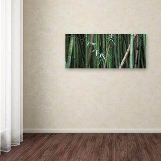 'Bamboo' Canvas Art by Pierre Leclerc