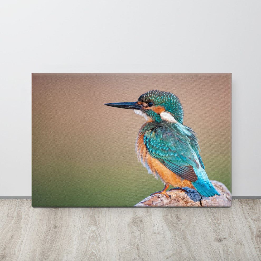 Common Kingfisher Bird on Perch Animal Wildlife Photograph Canvas Wall Art Print, 24" X 36"