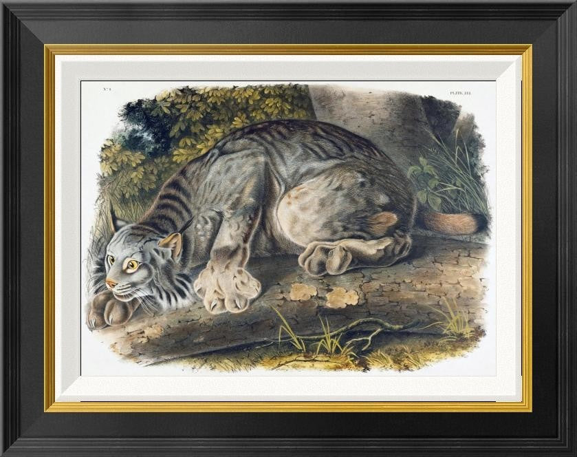 "Canada Lynx" Framed Canvas Giclee by John James Audubon, 22"x18"
