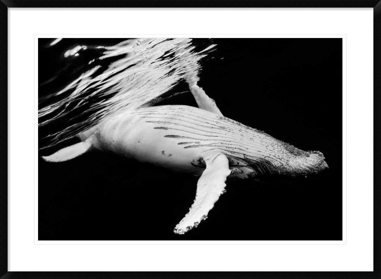 "Black and Whale" Framed Digital Print by Barathieu Gabriel, 38"x28"