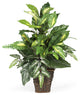 Mixed Greens With Wicker Silk Plant