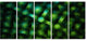 Crystal Cell Green Steel Texture, Abstract Canvas Art Print, 60"x28", 5 Panels