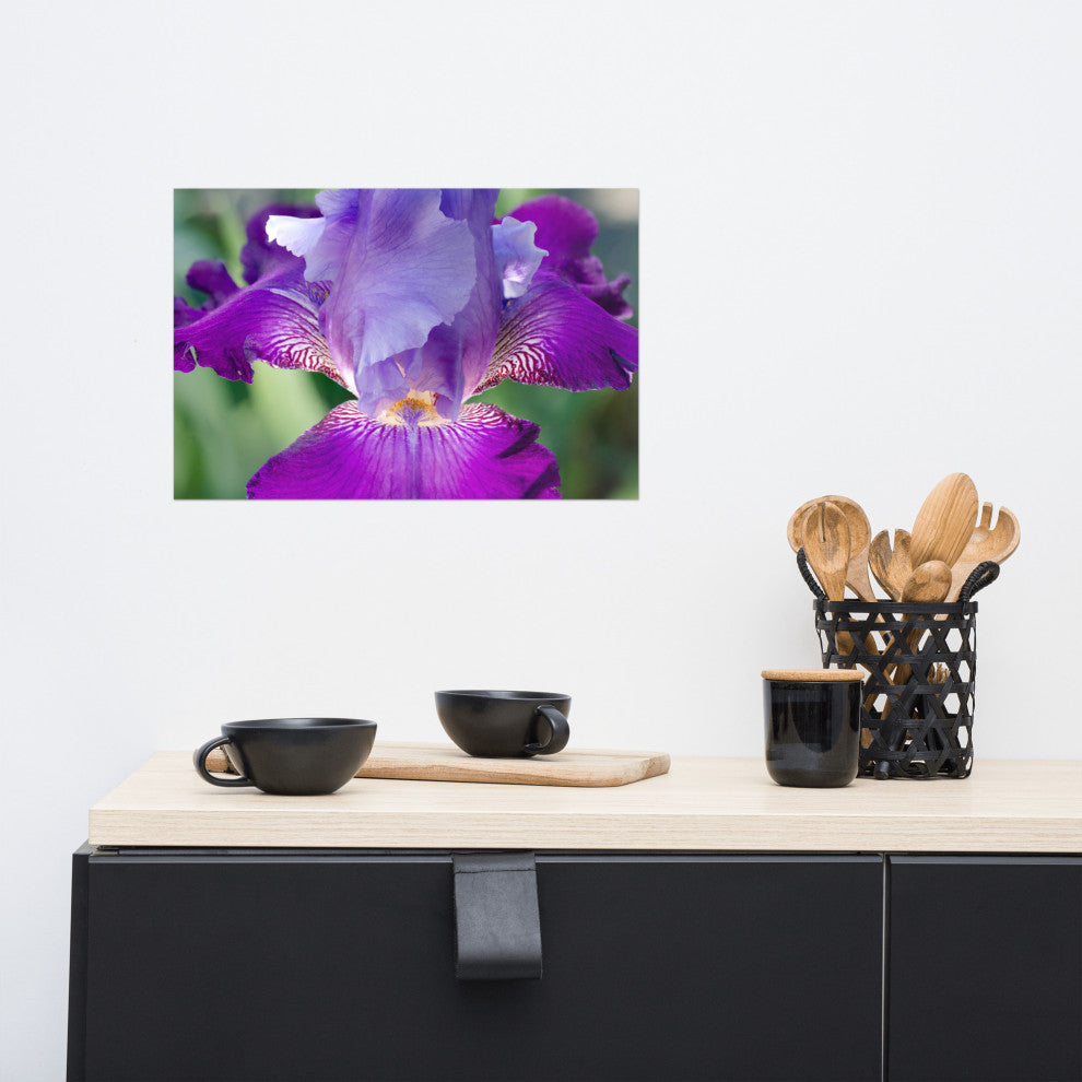 Glowing Iris Nature Photography, Floral Unframed Wall Art Print, 12" X 18"