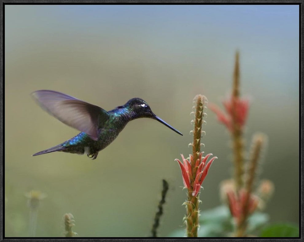 "Magnificent Hummingbird male foraging, Costa Rica"  by Tim Fitzharris, 25x21"