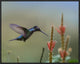 "Magnificent Hummingbird male foraging, Costa Rica"  by Tim Fitzharris, 25x21"