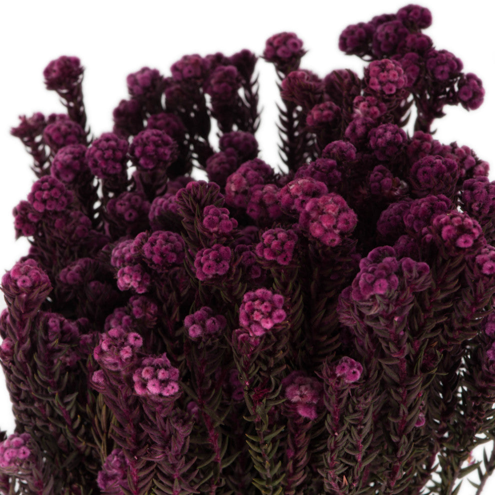 Vickerman Cotton Phylica Flower Bundle, Preserved 8oz, Purple Orchid